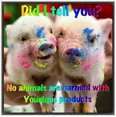 cruetly free pigs