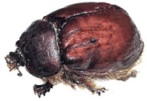cochineal beetle