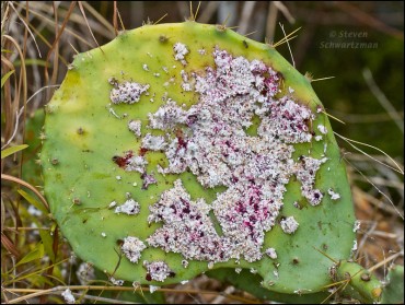 cochineal-on-prickly-pear-2068